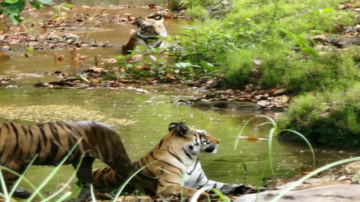 Wildlife Safari Madhya Pradesh: गर्मी से राहत पाने के लिए पानी में उतरे 3 बाघ; सीधी के मंडोला बीट का वीडियो हुआ वायरल