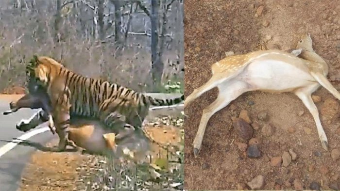 Katni News: तालाब में जहर डालकर 14 वन्य प्राणियों का शिकार; बरही और शाहडार के जंगलों में बढ़ी वन विभाग की चिंता