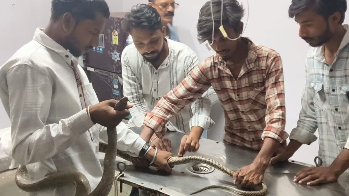 Narmadapuram News: तार की फेंसिंग में फंसा 11 फीट लंबा सांप, पशु चिकित्सालय में डॉक्टरों ने किया सफल ऑपरेशन