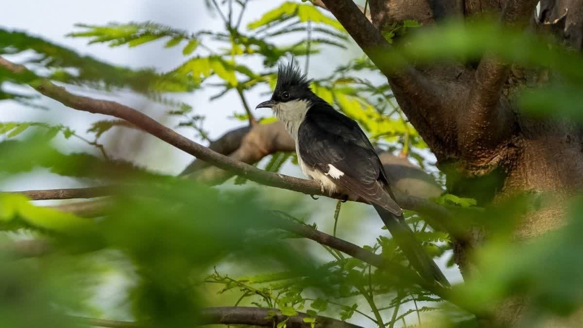 Chhindwara News: छिंदवाड़ा में पहली बार दिखा 'मानसून का डाकिया' जैकोबिन कुकू; जानिए क्यों खास है यह दुर्लभ पक्षी