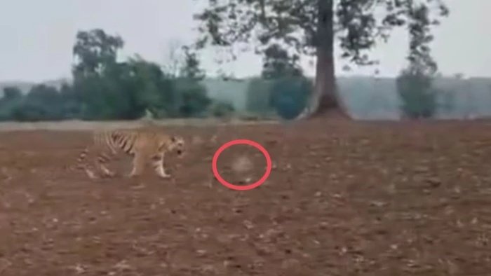Tiger Attack in Noradehi: नौरादेही टाइगर रिजर्व में बाघ का हमला; वीडियो वायरल होने के बाद जांच में जुटी वन विभाग और STSF की टीम