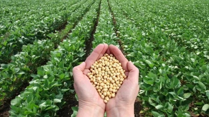 Soybean Sowing Update: सोयाबीन बोवनी के लिए अभी और बारिश का इंतजार; नागदा-खाचरौद में खाद की ऑनलाइन बुकिंग शुरू