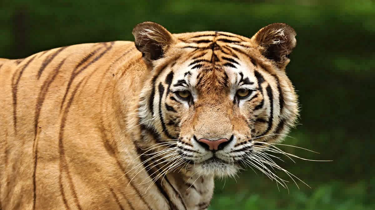 Kanha Tiger Reserve News: कान्हा में बाघों की मौत पर हाईकोर्ट सख्त; केंद्र और राज्य सरकार को दिए रोकथाम के निर्देश
