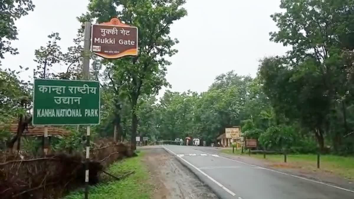 Kanha Tiger Reserve News: कैनाइन डिस्टेंपर वायरस से 9 बाघों की मौत; हाईकोर्ट ने सरकार से मांगी स्टेटस रिपोर्ट