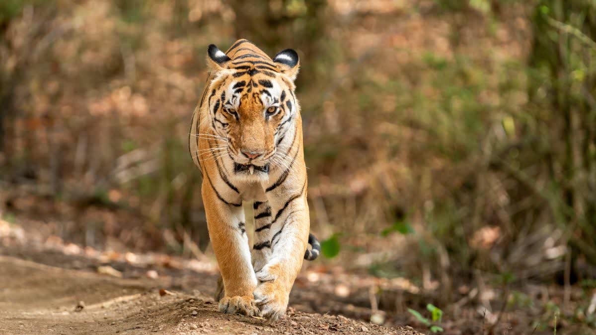 Tiger Sighting in Bhopal: चंदनपुरा के पास बाघ की दस्तक, राहगीर पर हमले की कोशिश; पालतू कुत्ते ने बचाई जान