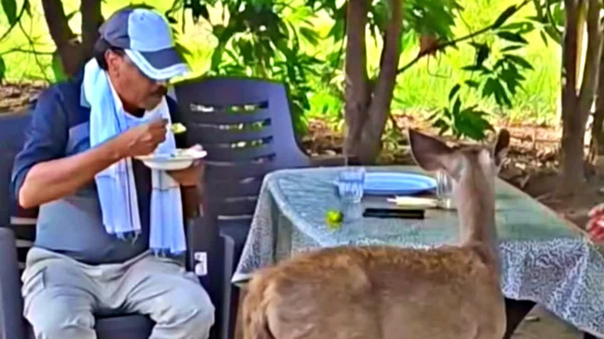 Satpura Tiger Reserve News: सांभर हिरण को पोहा खिलाना पड़ा महंगा; प्रभारी सहायक संचालक विनोद वर्मा निलंबित