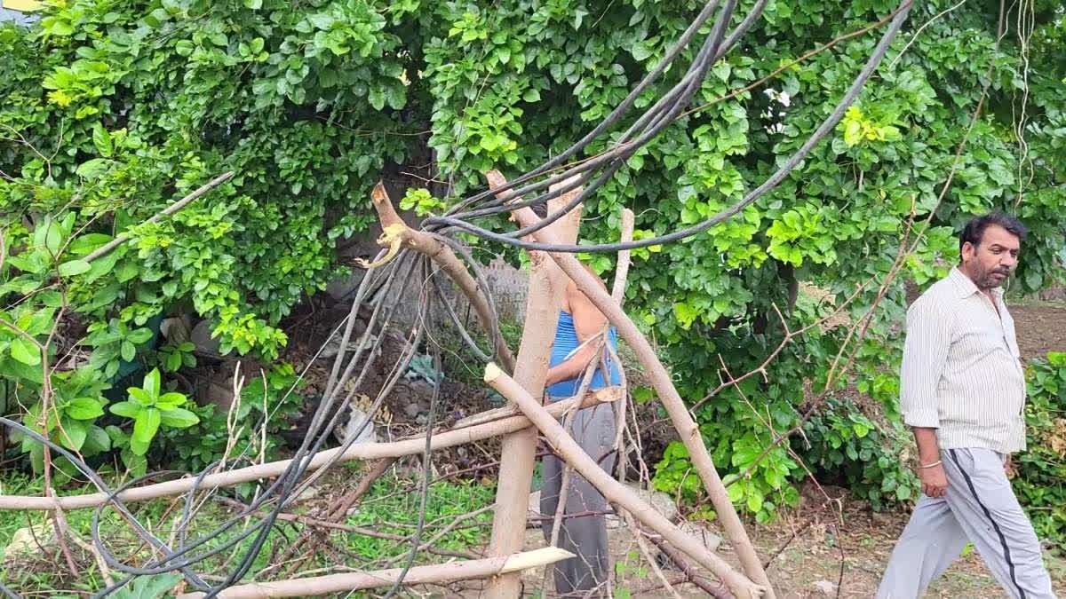 Harda News: वार्ड 31 में मौत के साए में जी रहे 50 परिवार; टूटे खंभों के कारण तारों का जंजाल, करंट लगने का बड़ा खतरा