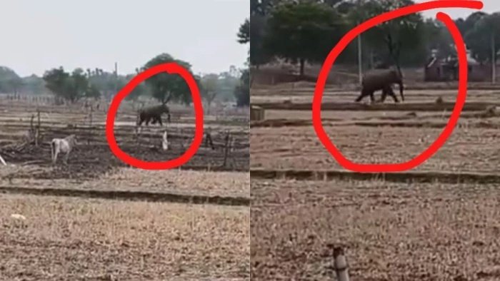 Rewa News: रीवा के गुढ़ में जंगली हाथी का तांडव, 6 गांवों में दहशत; घरों की दीवारें तोड़ी और फसलें रौंदीं