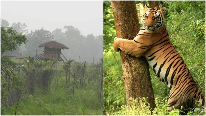 Kanha Tiger Reserve: कान्हा में 'सीडीवी' वायरस का कहर, संक्रमित बाघ की हालत में हो रहा सुधार; जानें वर्तमान स्थिति
