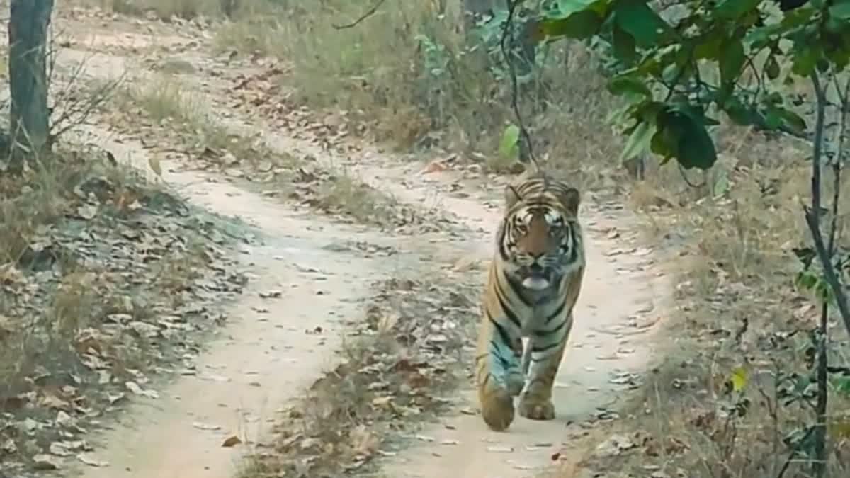 Sanjay Tiger Reserve News: एक साल बाद लौटा 'त्रिशूल', पर्यटकों के सामने आते ही जंगल में मचा रोमांच