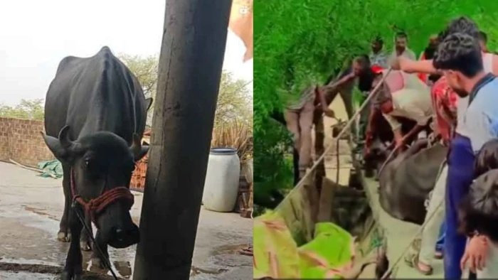 राजगढ़ का 'अनोखा' मामला: रात में खूंटी से छूटी भैंस, सुबह छत पर खड़ी मिली; जेसीबी से उतारा गया नीचे