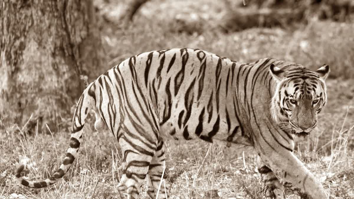 Tiger Yuvraj Rescue: खिवनी में दो बाघों के बीच वर्चस्व की जंग; 10 साल के दबदबे के बाद टाइगर युवराज सुरक्षित भोपाल शिफ्ट