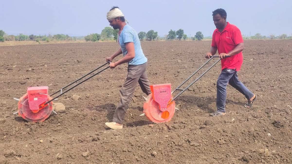 Chhindwara Farming News: मानसून की देरी से छिंदवाड़ा के किसानों की बढ़ी चिंता, खराब हो रही मक्के की फसल; दोबारा बोनी का संकट