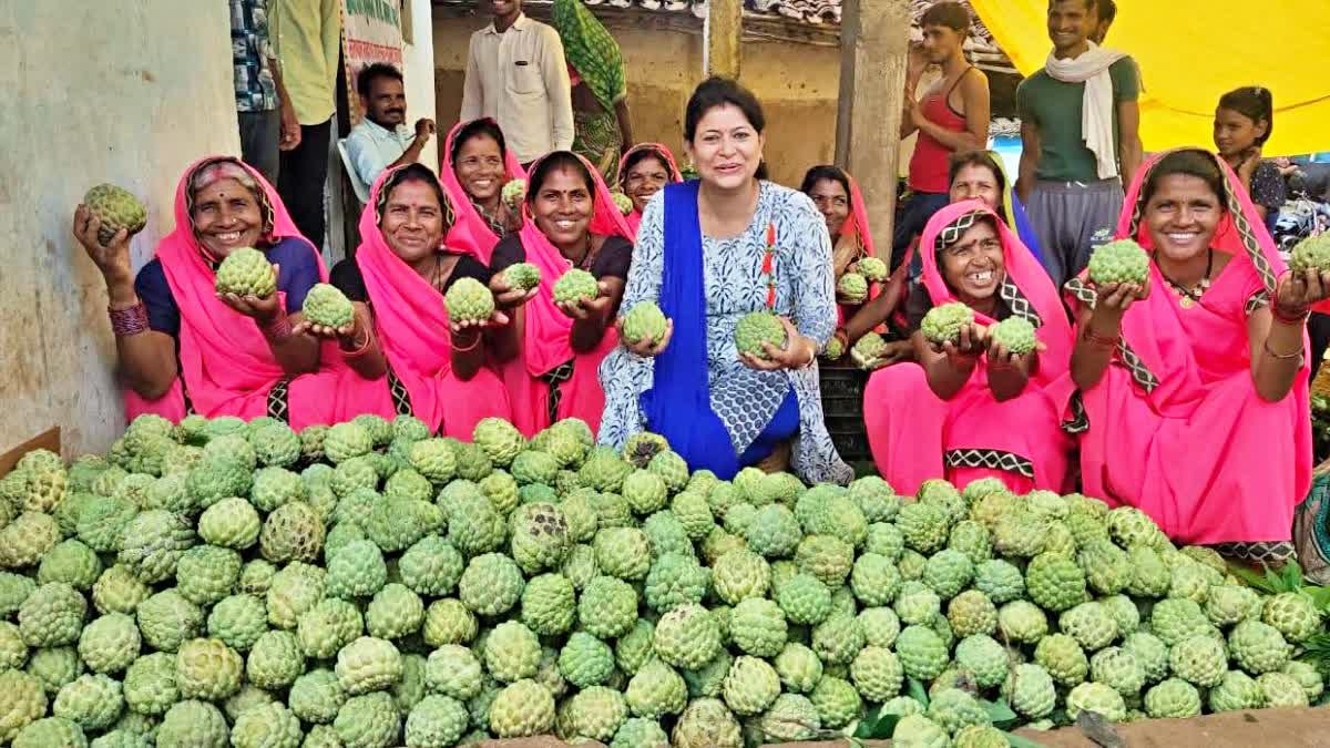 Seoni Jumbo Sitaphal Gets GI Tag: अब दुनिया चखेगी सिवनी के जंबो सीताफल का जादू; मिली अंतरराष्ट्रीय पहचान