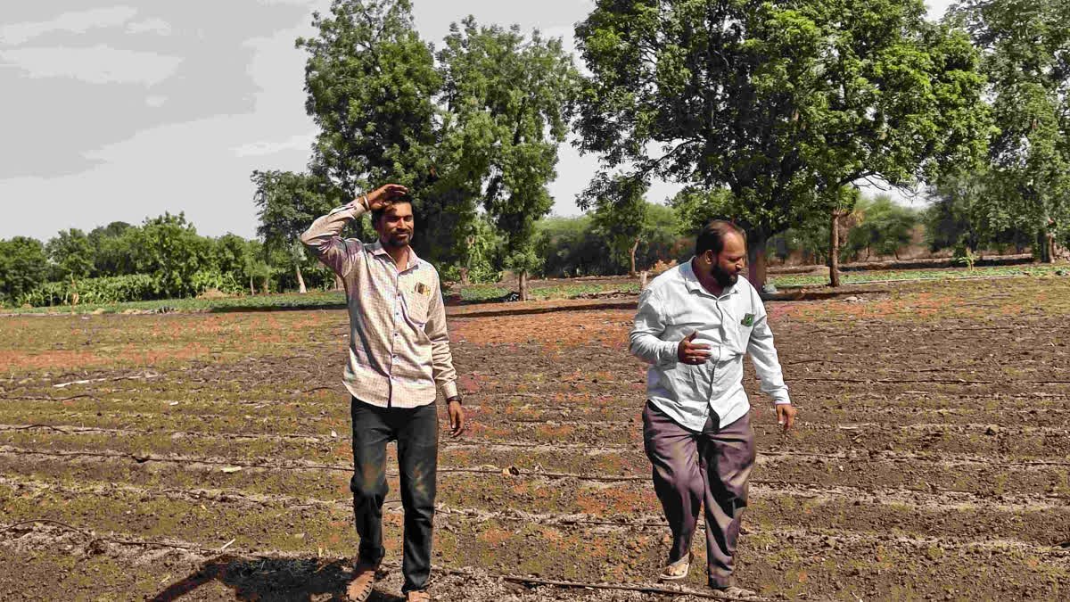 Burhanpur Agriculture News: कम बारिश से बुरहानपुर के किसान परेशान; कृषि वैज्ञानिकों ने दी कम पानी वाली फसलें उगाने की सलाह