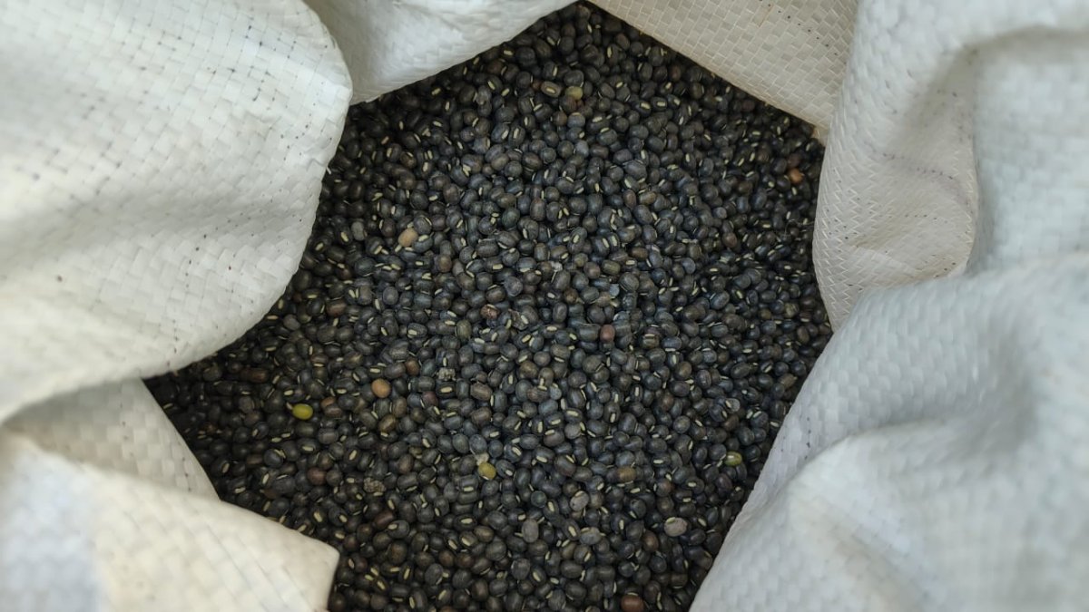 Urad Farming Guide: कम बारिश में भी होगी बंपर कमाई; शहडोल के किसान ऐसे करें उड़द की खेती