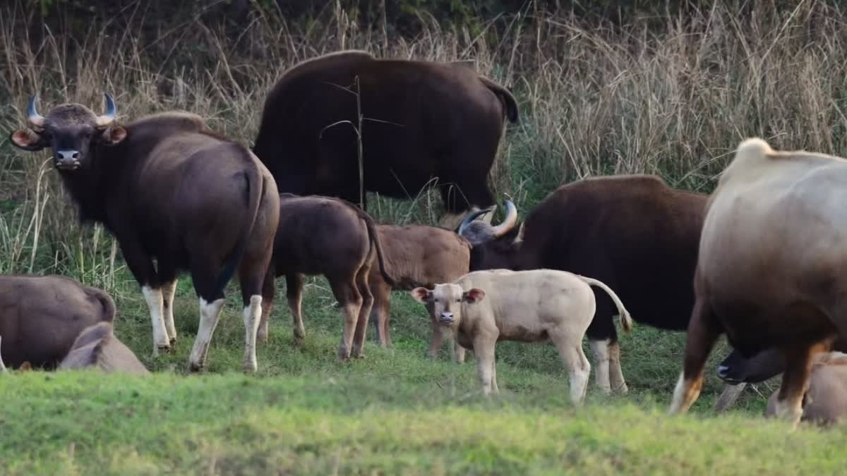 Satpura Tiger Reserve News: सतपुड़ा के जंगल में दिखा दुर्लभ सफेद बायसन और सांभर; पर्यटकों में उत्साह, वैज्ञानिकों ने बताई ये वजह