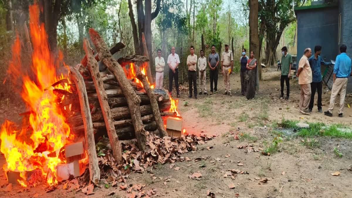 Tiger Death in Kanha: कान्हा में 19 दिनों तक चला इलाज, फिर भी नहीं बची बाघ की जान; विसरा जांच से होगा मौत का खुलासा
