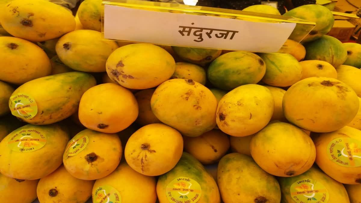 Rewa Sundarza Mango Export: रीवा का 'जीआई टैग' सुंदरजा आम पहुँचा यूएई; विदेशी बाजार मिलने से किसानों की बढ़ी आय