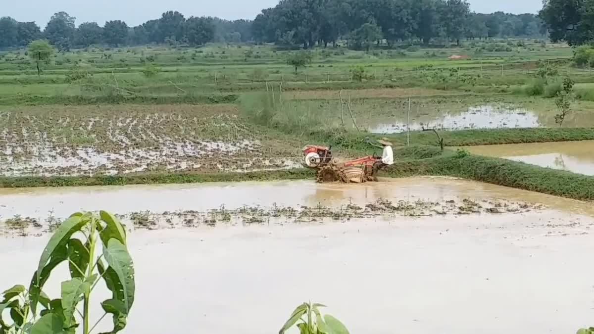 Bhataphool Rice: विलुप्ति की कगार पर है धान की खास किस्म 'भाटाफूल', जानें शहडोल के किसानों ने कैसे बचा रखा है इसका अस्तित्व