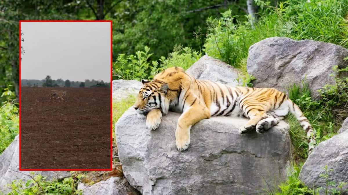 Tiger Reserve Incident: नौरादेही टाइगर रिजर्व में बाघ पर गोली चलाने का वायरल वीडियो; जांच में जुटी वन विभाग की टीम