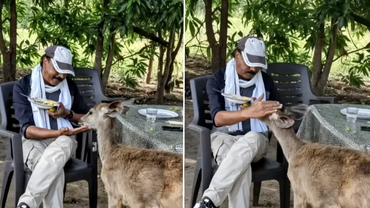 Wildlife Controversy: जंगली जानवर को 'पालतू' बनाने का प्रयास? सतपुड़ा टाइगर रिजर्व के अधिकारी पर उठ रहे सवाल