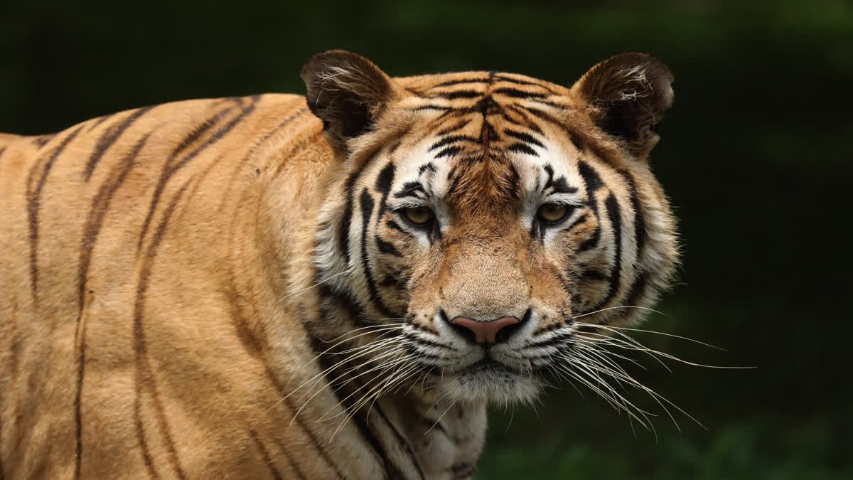Tiger Attack in Sagar: नौरादेही टाइगर रिजर्व में युवक पर बाघ का हमला; खेत जाते समय हुआ घायल, अस्पताल रेफर