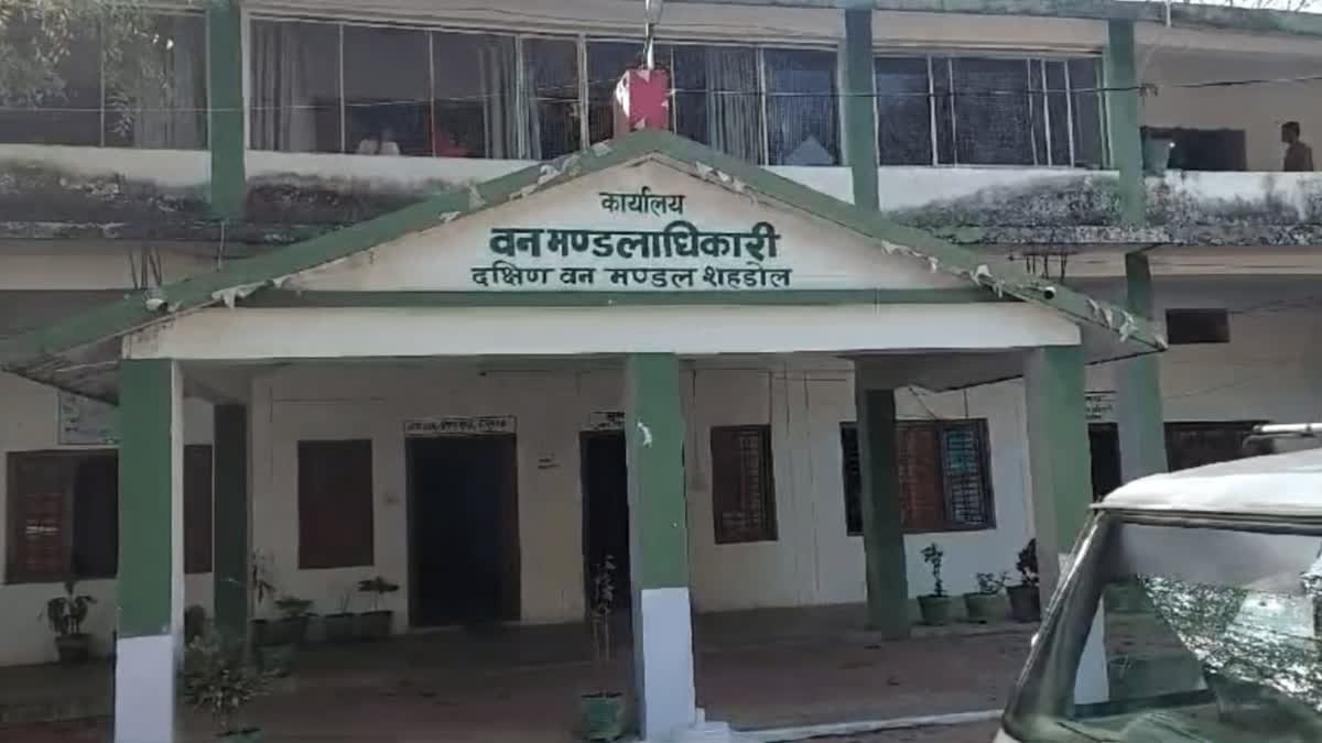 Shahdol News: शहडोल में माफियाओं के हौसले बुलंद, वनकर्मियों के साथ मारपीट और सरकारी गाड़ी को मारी टक्कर