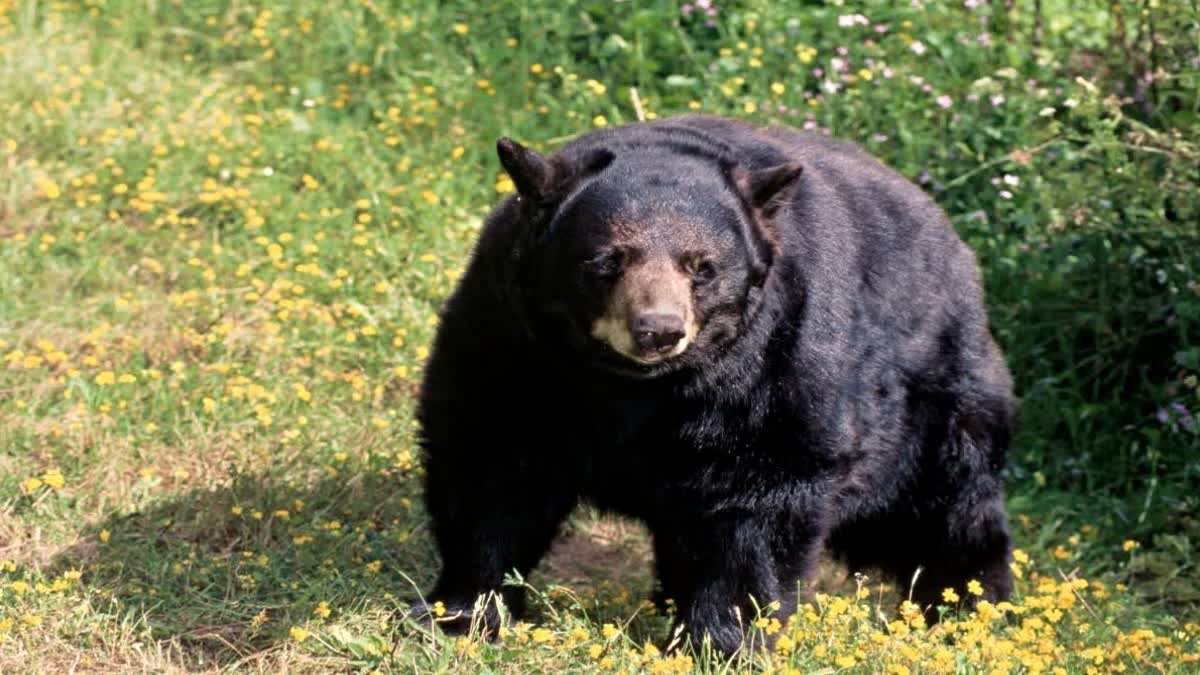 Bear Attack in Sagar: सागर के भंडराना गांव में भालू का आतंक; आधे घंटे तक मचाया तांडव, 4 लोग घायल