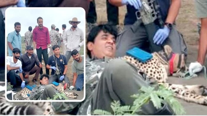 Kuno National Park News: चीते की पीठ पर लेटे व्यक्ति की फोटो वायरल; कूनो प्रबंधन ने फोटो को बताया AI जेनरेटेड