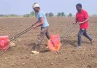 Chhindwara Farming News: मानसून की देरी से छिंदवाड़ा के किसानों की बढ़ी चिंता, खराब हो रही मक्के की फसल; दोबारा बोनी का संकट
