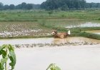 Bhataphool Rice: विलुप्ति की कगार पर है धान की खास किस्म 'भाटाफूल', जानें शहडोल के किसानों ने कैसे बचा रखा है इसका अस्तित्व