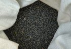 Urad Farming Guide: कम बारिश में भी होगी बंपर कमाई; शहडोल के किसान ऐसे करें उड़द की खेती