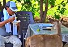 Satpura Tiger Reserve News: सांभर हिरण को पोहा खिलाना पड़ा महंगा; प्रभारी सहायक संचालक विनोद वर्मा निलंबित