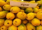 Rewa Sundarza Mango Export: रीवा का 'जीआई टैग' सुंदरजा आम पहुँचा यूएई; विदेशी बाजार मिलने से किसानों की बढ़ी आय