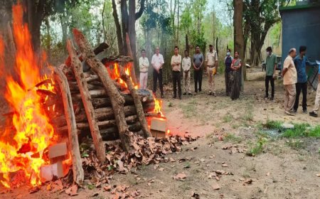 Tiger Death in Kanha: कान्हा में 19 दिनों तक चला इलाज, फिर भी नहीं बची बाघ की जान; विसरा जांच से होगा मौत का खुलासा