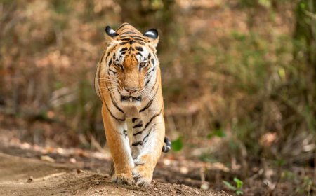 Tiger Sighting in Bhopal: चंदनपुरा के पास बाघ की दस्तक, राहगीर पर हमले की कोशिश; पालतू कुत्ते ने बचाई जान