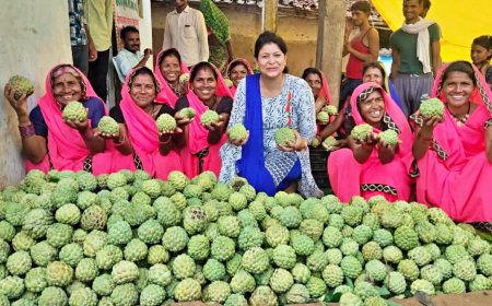 Seoni Jumbo Sitaphal Gets GI Tag: अब दुनिया चखेगी सिवनी के जंबो सीताफल का जादू; मिली अंतरराष्ट्रीय पहचान