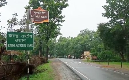 Kanha Tiger Reserve News: कैनाइन डिस्टेंपर वायरस से 9 बाघों की मौत; हाईकोर्ट ने सरकार से मांगी स्टेटस रिपोर्ट