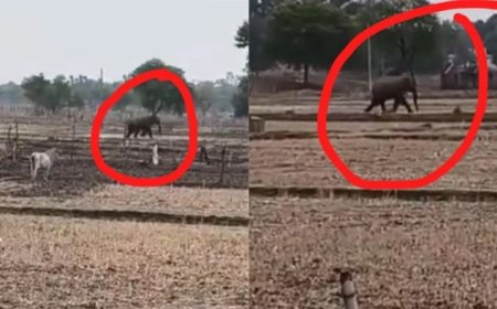 Rewa News: रीवा के गुढ़ में जंगली हाथी का तांडव, 6 गांवों में दहशत; घरों की दीवारें तोड़ी और फसलें रौंदीं