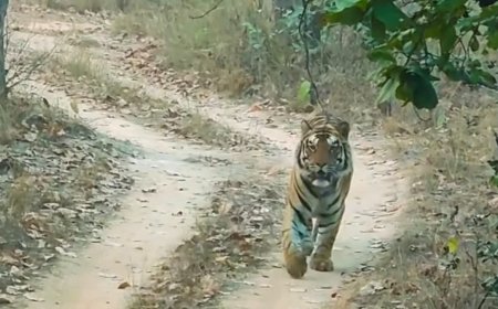 Sanjay Tiger Reserve News: एक साल बाद लौटा 'त्रिशूल', पर्यटकों के सामने आते ही जंगल में मचा रोमांच