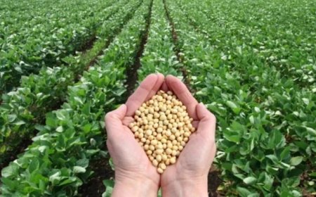 Soybean Sowing Update: सोयाबीन बोवनी के लिए अभी और बारिश का इंतजार; नागदा-खाचरौद में खाद की ऑनलाइन बुकिंग शुरू