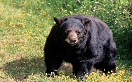 Bear Attack in Sagar: सागर के भंडराना गांव में भालू का आतंक; आधे घंटे तक मचाया तांडव, 4 लोग घायल