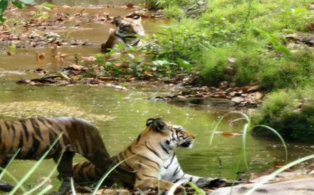 Wildlife Safari Madhya Pradesh: गर्मी से राहत पाने के लिए पानी में उतरे 3 बाघ; सीधी के मंडोला बीट का वीडियो हुआ वायरल