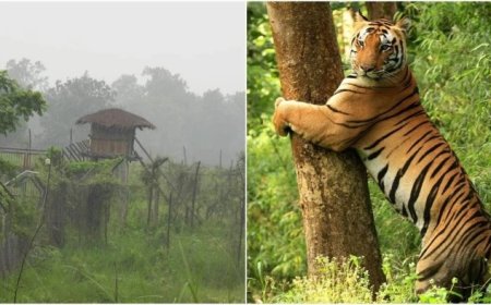 Kanha Tiger Reserve: कान्हा में 'सीडीवी' वायरस का कहर, संक्रमित बाघ की हालत में हो रहा सुधार; जानें वर्तमान स्थिति