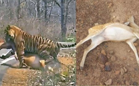 Katni News: तालाब में जहर डालकर 14 वन्य प्राणियों का शिकार; बरही और शाहडार के जंगलों में बढ़ी वन विभाग की चिंता