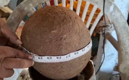 Pandhurna News: पांढुर्णा में बना देश का सबसे बड़ा 'सीड बॉल', नीरज वानखड़े का नाम 'इंडिया बुक ऑफ रिकॉर्ड' में दर्ज