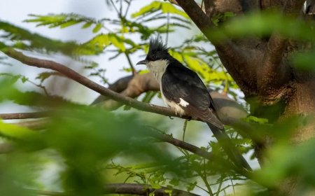 Chhindwara News: छिंदवाड़ा में पहली बार दिखा 'मानसून का डाकिया' जैकोबिन कुकू; जानिए क्यों खास है यह दुर्लभ पक्षी