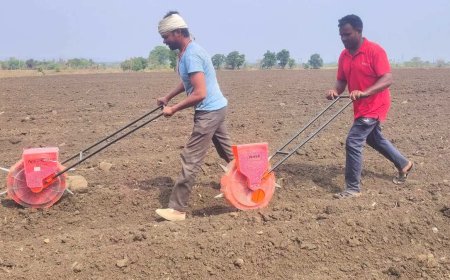 Chhindwara Farming News: मानसून की देरी से छिंदवाड़ा के किसानों की बढ़ी चिंता, खराब हो रही मक्के की फसल; दोबारा बोनी का संकट