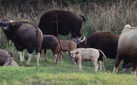 Satpura Tiger Reserve News: सतपुड़ा के जंगल में दिखा दुर्लभ सफेद बायसन और सांभर; पर्यटकों में उत्साह, वैज्ञानिकों ने बताई ये वजह